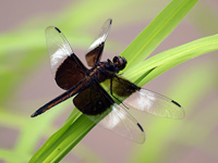 Widow Skimmer (Dragonfly)