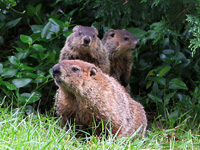 Groundhog (Woodchuck) Family