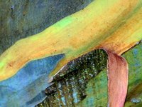 Eucalyptus Bark - Nature's Abstract