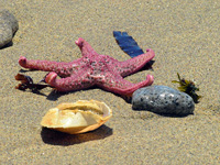 Sea Star and Shell