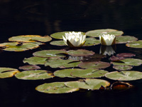White Water Liliy