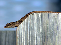 Anole on a Fence